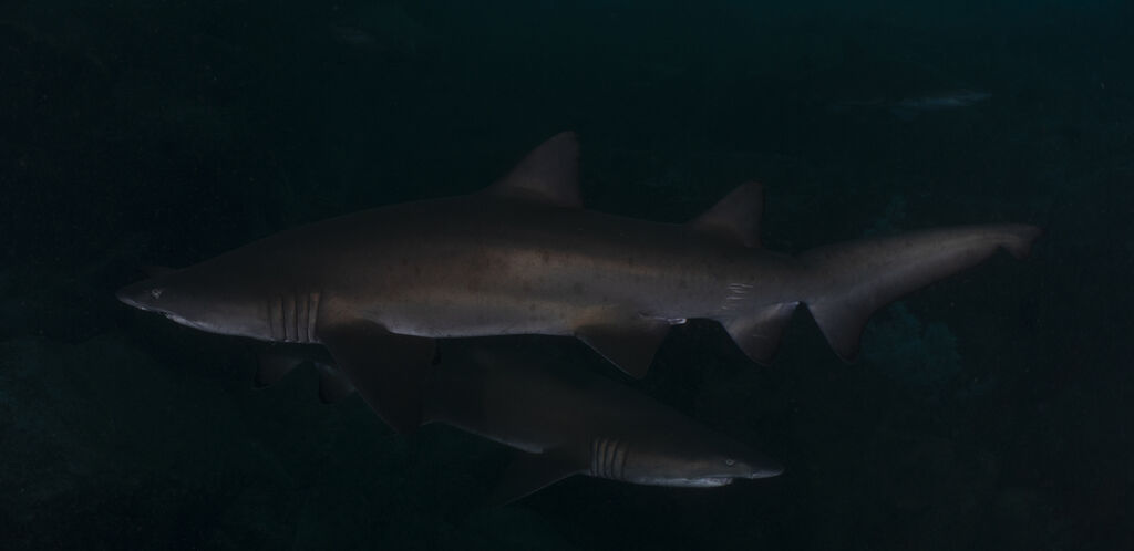 2b06e6ea-3485-4dd4-aa5a-d1b36536994e