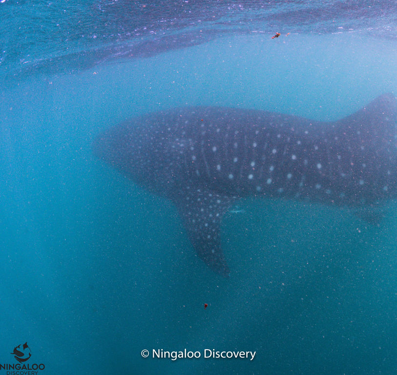 043d3a49-dda9-40d5-966b-64fab43a178a