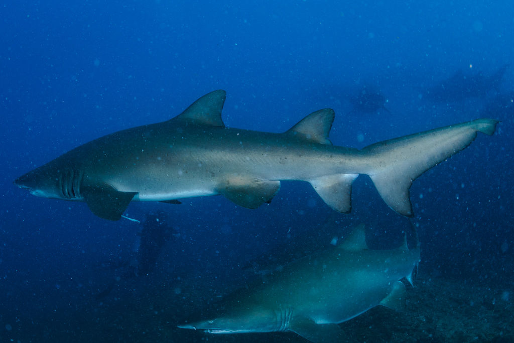 f6080cea-1a80-456e-9d85-39503d7d48f0