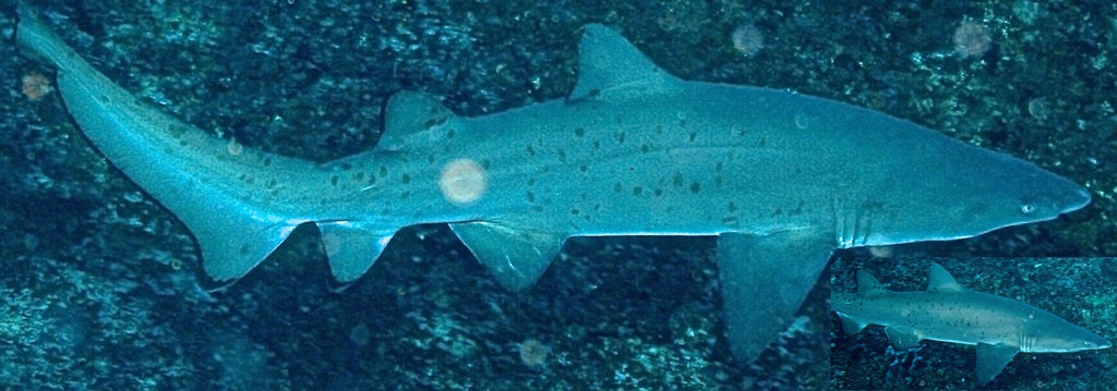 135106ea-0f6e-4006-85be-6235fab165db