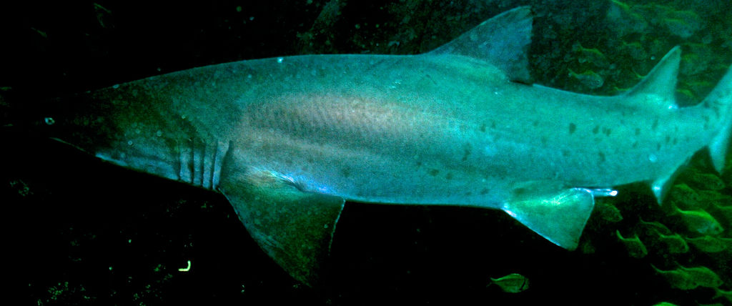 5a260be2-9457-4bde-ab08-27d6af7a37d9