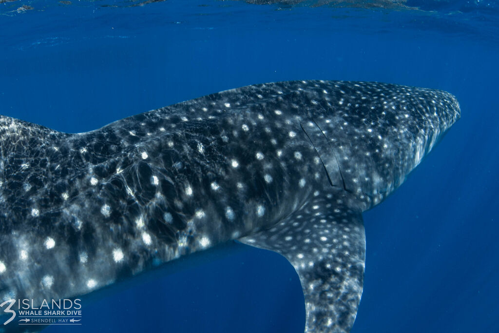 7dccdaa3-6b53-4442-9b26-57f3590d343e