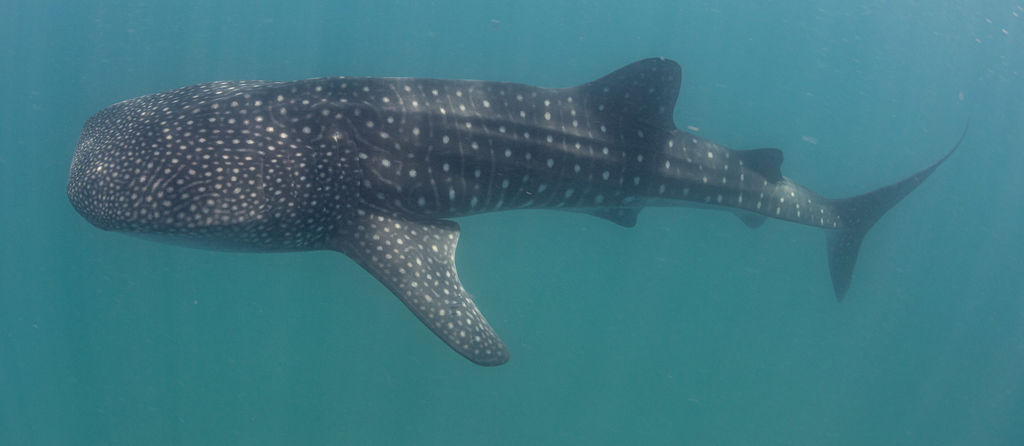 abf9988b-b720-451f-a1b4-85f286ca829a