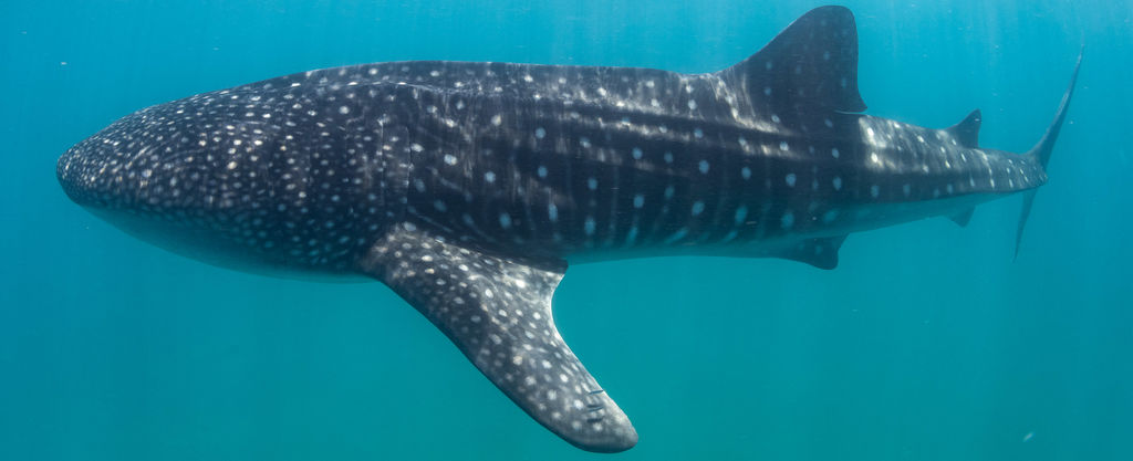 abf9988b-b720-451f-a1b4-85f286ca829a