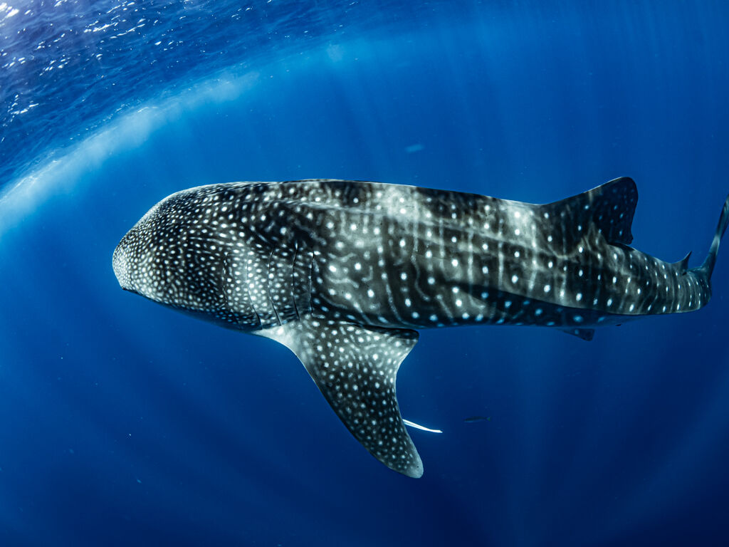 6e0b446b-b259-434a-b420-31a0829cead1