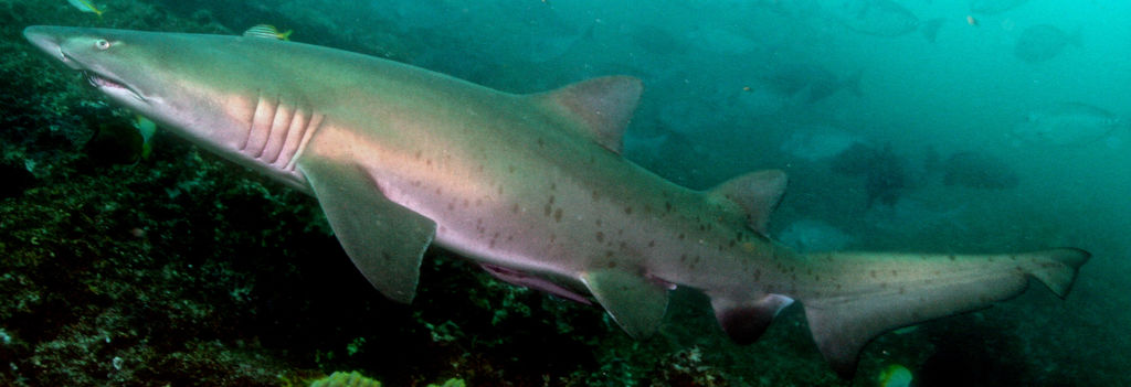 4be2a3f1-83fa-484a-8851-5a7b4d537363