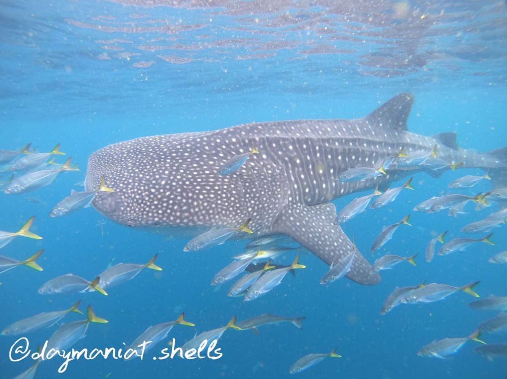 cb01fb5e-9a2f-4ee1-97c6-7d531dee26af