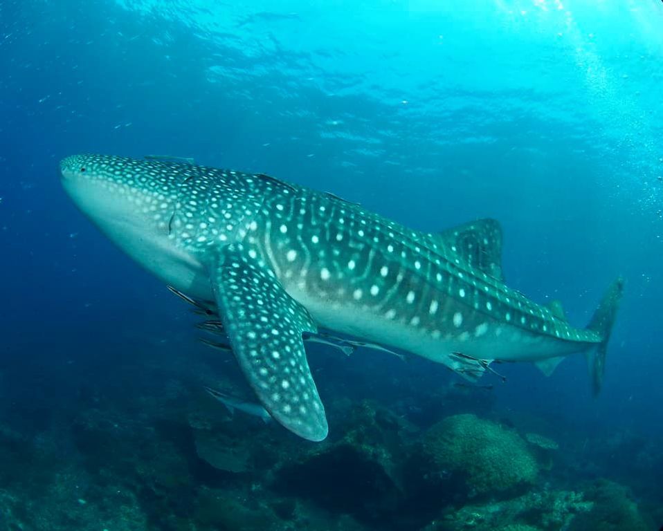 62c7829f-97c4-4fd2-87d3-a3a930bfc61f