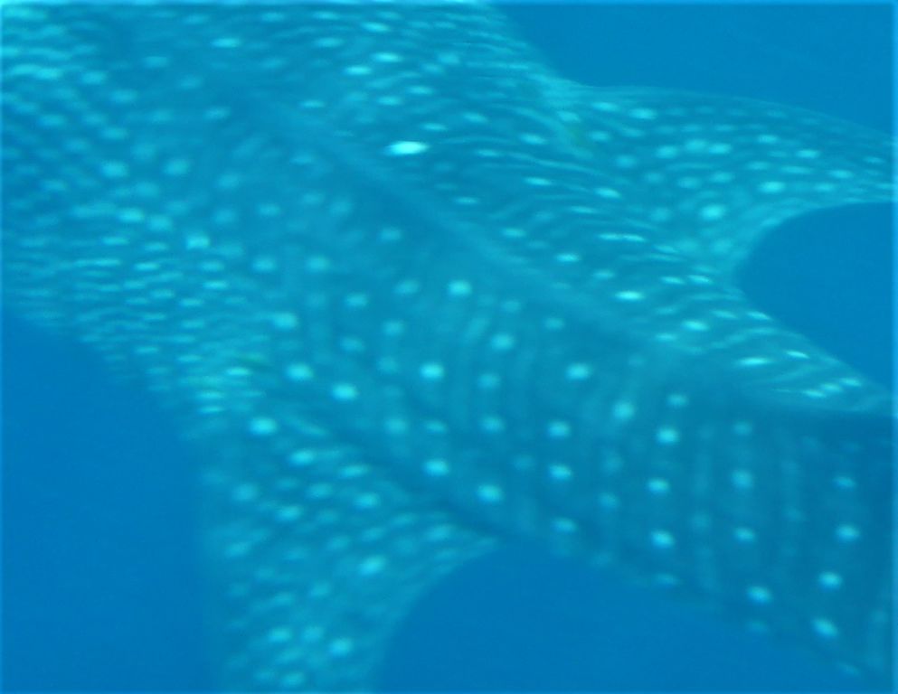 50a51591-d8de-4bd8-b05e-d761c2661b32