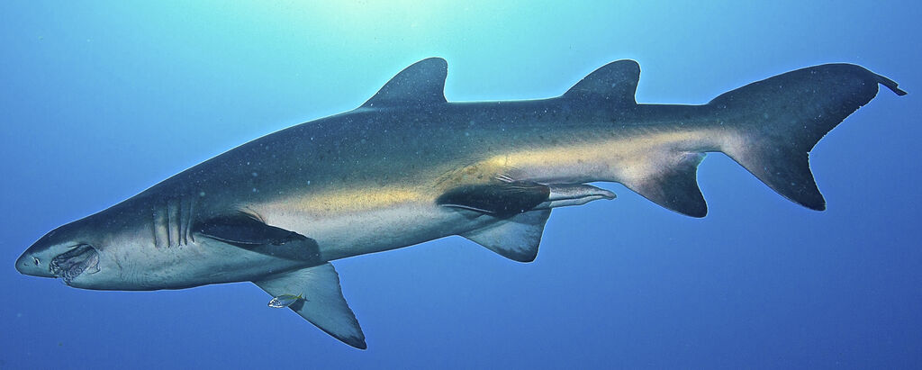 63cdf46e-f719-492d-a2da-74e2d63ff31a