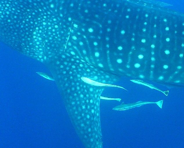 1dbf8cb7-e376-4370-a23e-f4a748d3edb4