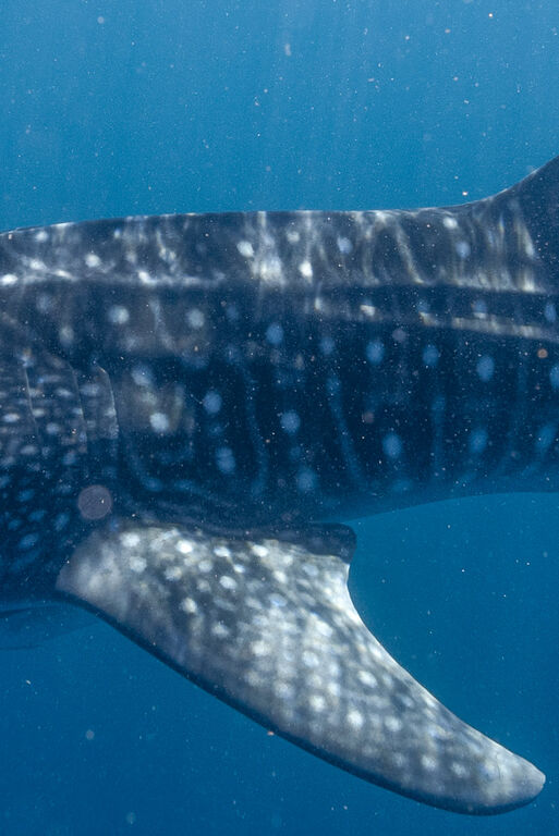 aafd1581-42ae-44d2-833c-a91e4b0bf7b6