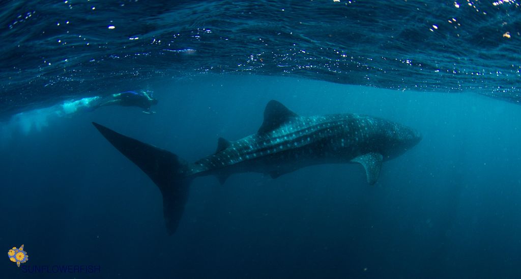 71f0aa7b-15ab-4d95-855f-8b1cb74d911e