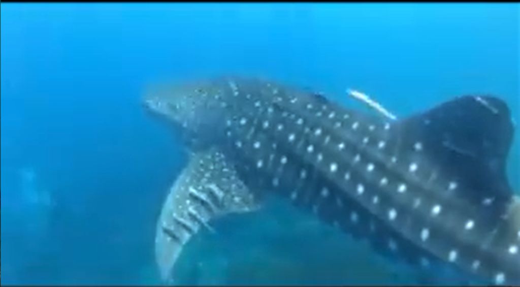 77d85d33-e1db-43e7-a071-6b54ae937c24