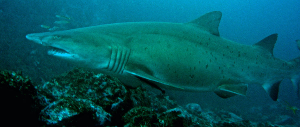 97d381cd-b66f-42d5-a7a6-0dbe38a966f2