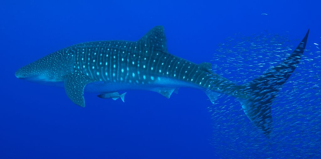 761f845b-8faf-4225-b80a-09ad9c5bd22f