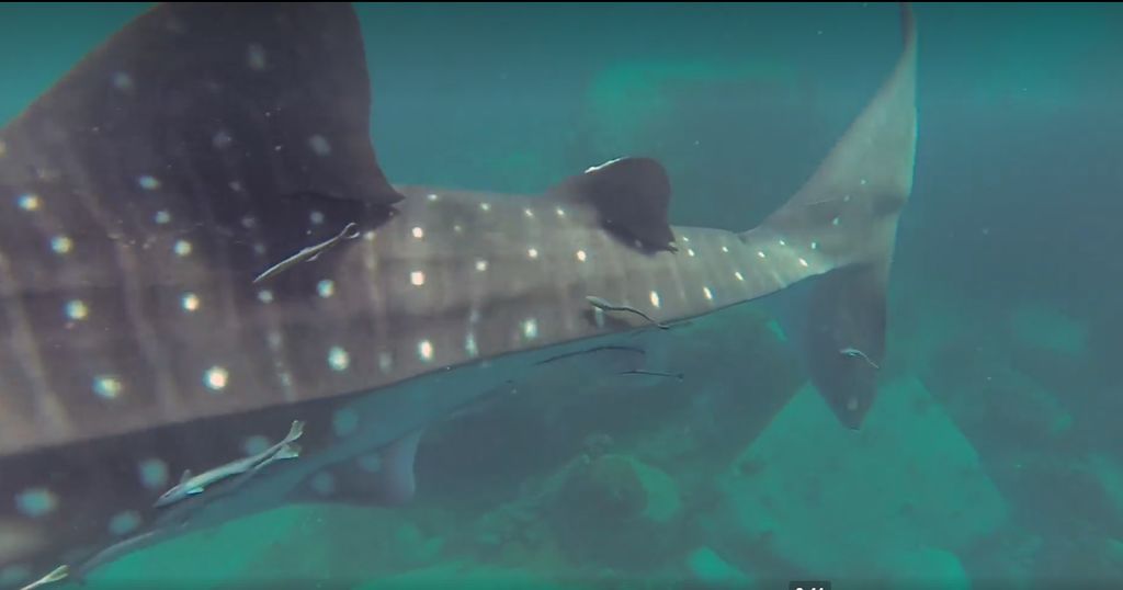 a399eaa2-89b0-4bd4-8a8f-f89a3f1be934