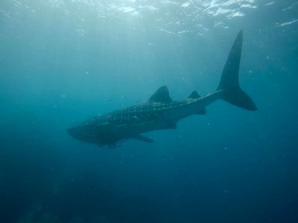 a399eaa2-89b0-4bd4-8a8f-f89a3f1be934