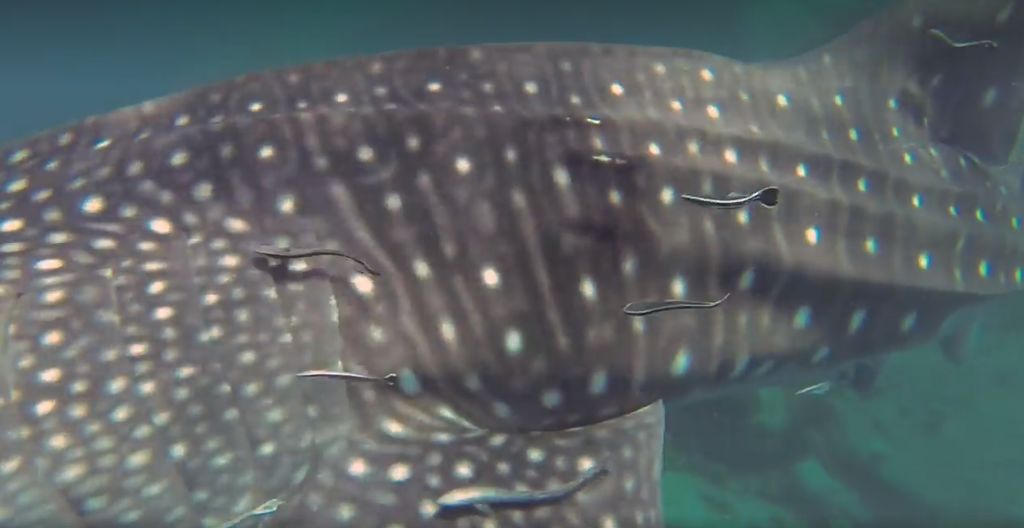 a399eaa2-89b0-4bd4-8a8f-f89a3f1be934