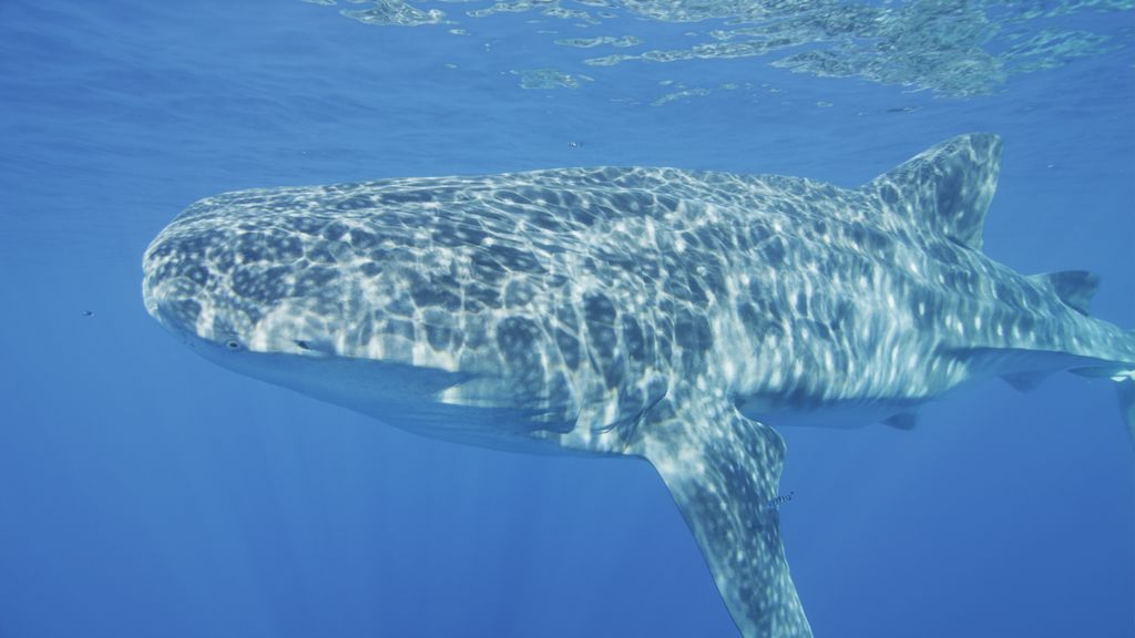 31ab6b36-2ebd-4890-b3de-fa560a275ed2