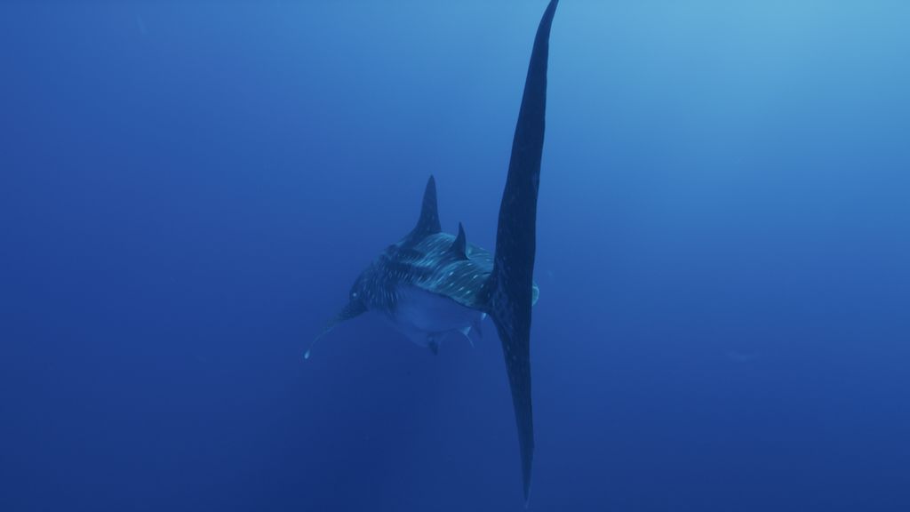 31ab6b36-2ebd-4890-b3de-fa560a275ed2