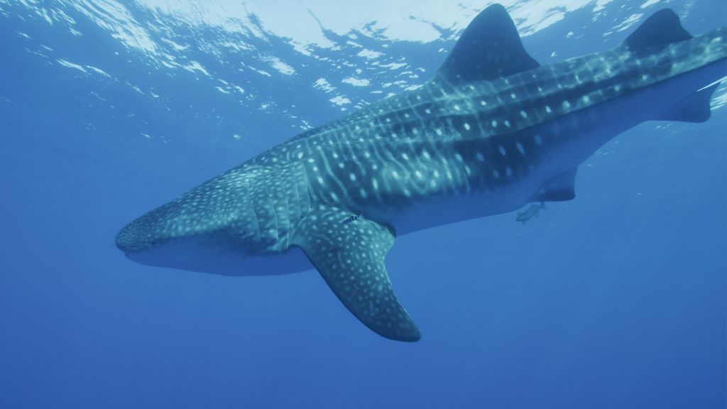 31ab6b36-2ebd-4890-b3de-fa560a275ed2