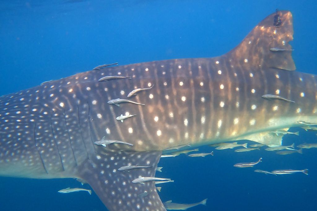 0cbf87d0-ec6c-4e9a-bbb3-613b61d49a27