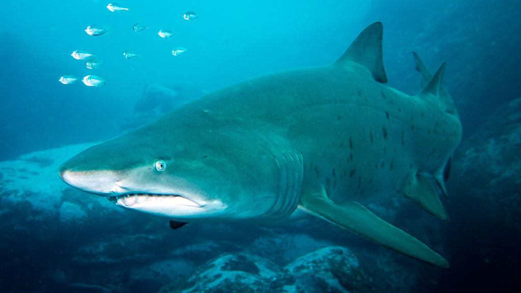 4b1906bc-2684-4c57-b3b5-e54313ae39fc