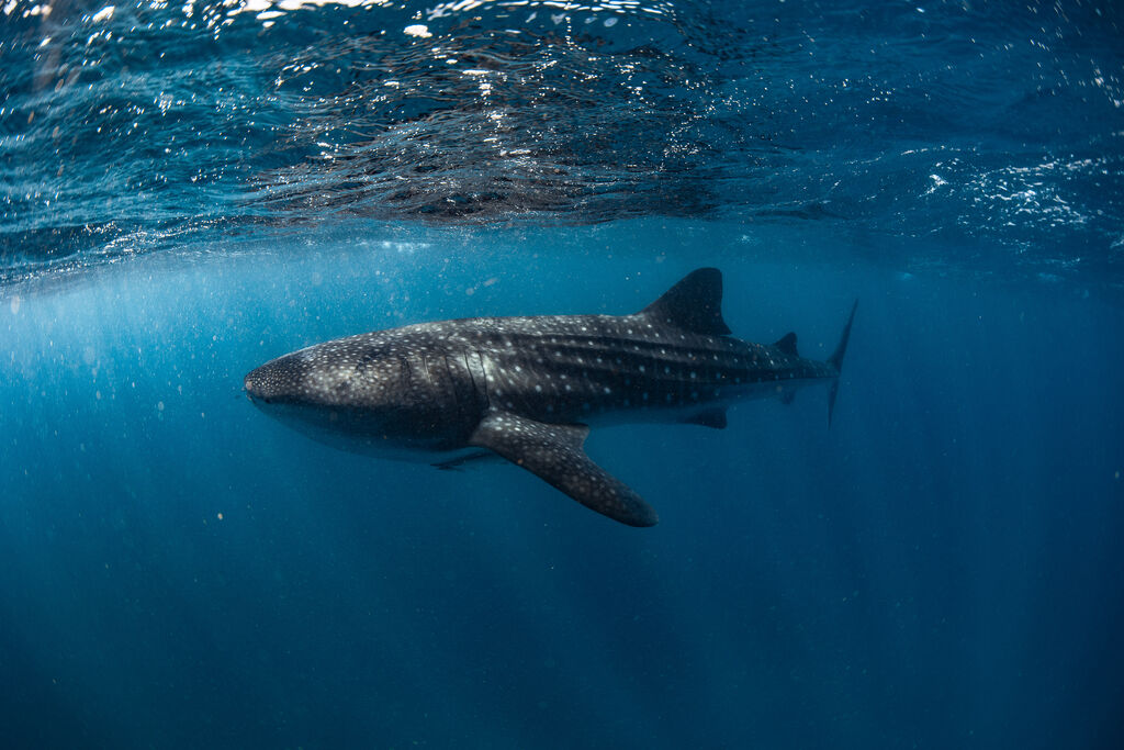 42069554-dd92-495b-af82-5e7901c4d411