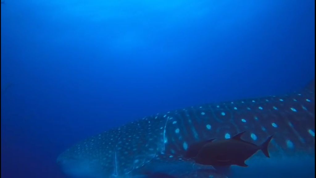 80122e1a-5af6-4ffb-978a-bd871f7535ae