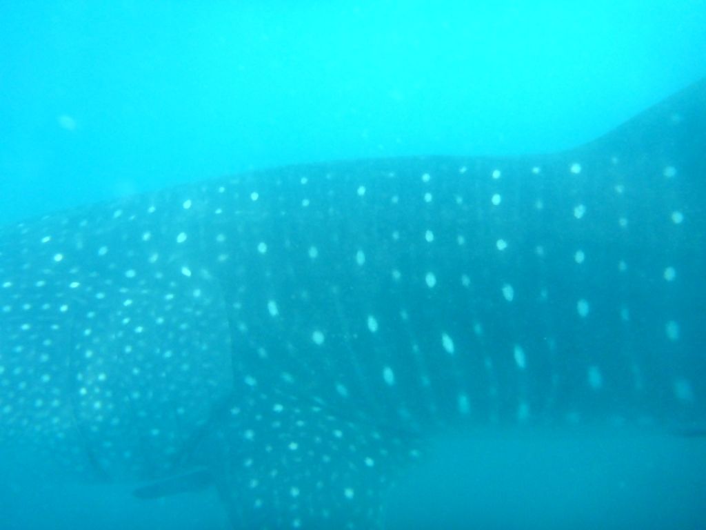 5e113e11-5eea-48e5-87c5-71cb73eefa82