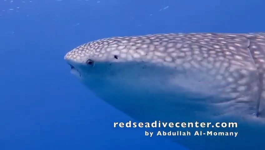 28cb9ced-3281-4b11-b58d-2bbdab060a12