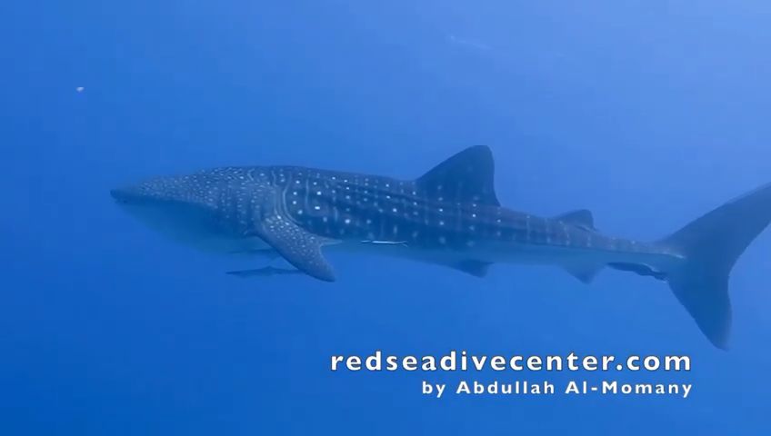 28cb9ced-3281-4b11-b58d-2bbdab060a12