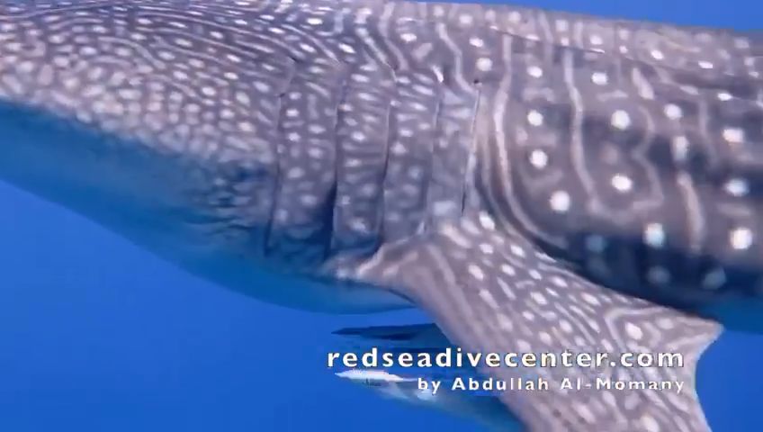 28cb9ced-3281-4b11-b58d-2bbdab060a12