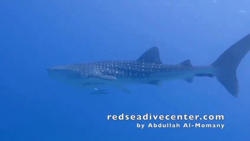 28cb9ced-3281-4b11-b58d-2bbdab060a12