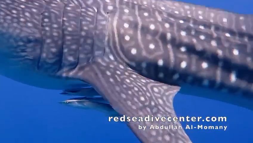 28cb9ced-3281-4b11-b58d-2bbdab060a12