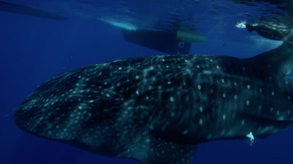 82873f84-4089-4f7b-a4f8-ca3f8eb5cfdd