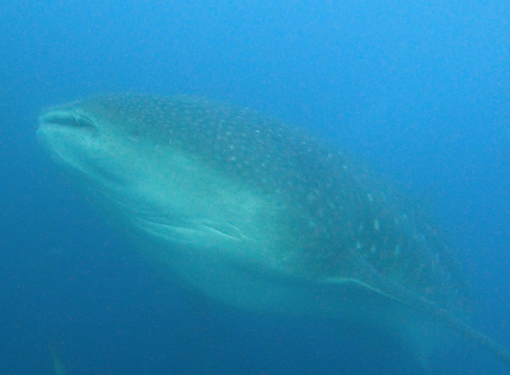 15284605-86ef-4834-ad7b-9907fc100fde