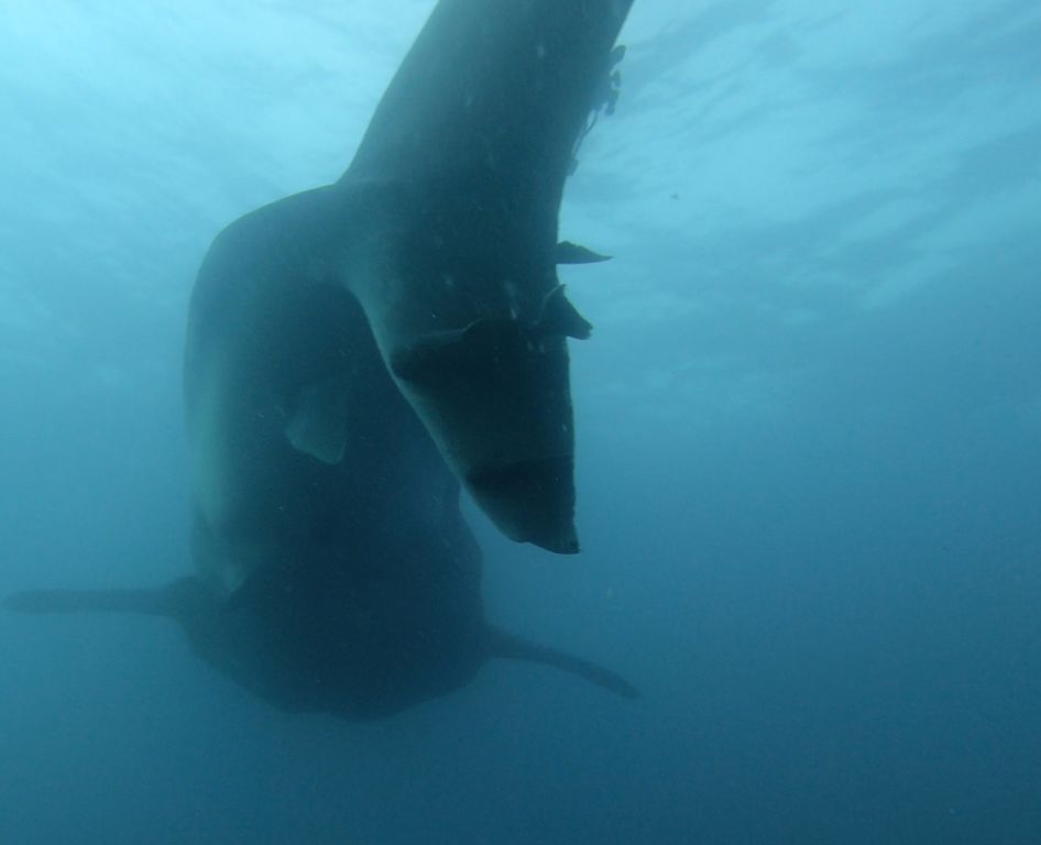 15284605-86ef-4834-ad7b-9907fc100fde