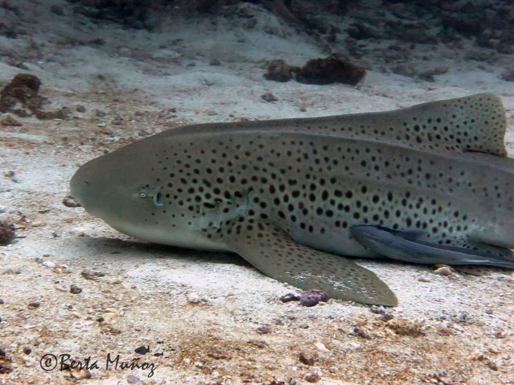 26220378-b1d2-4c98-b322-07038428612b