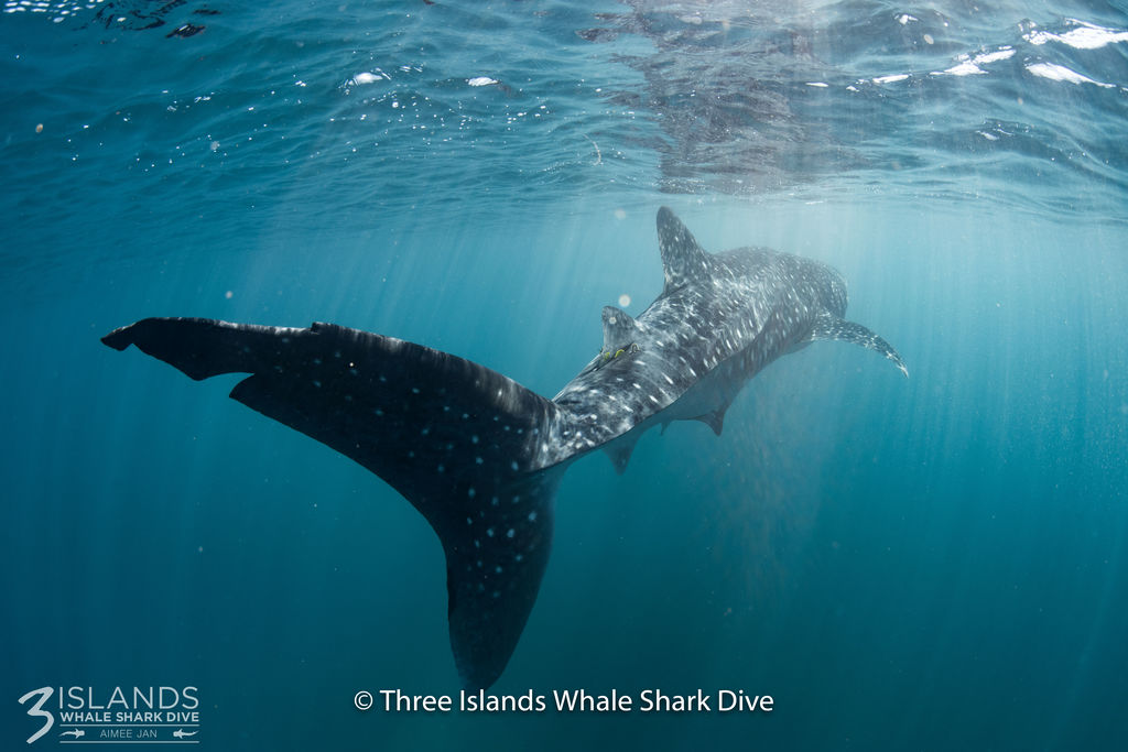 1e9a60c6-82fc-490e-967a-5a161a9d1674