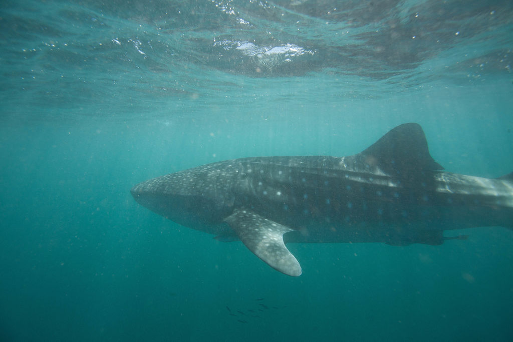 27a55789-a9ff-4424-bc6c-748062dd01a1