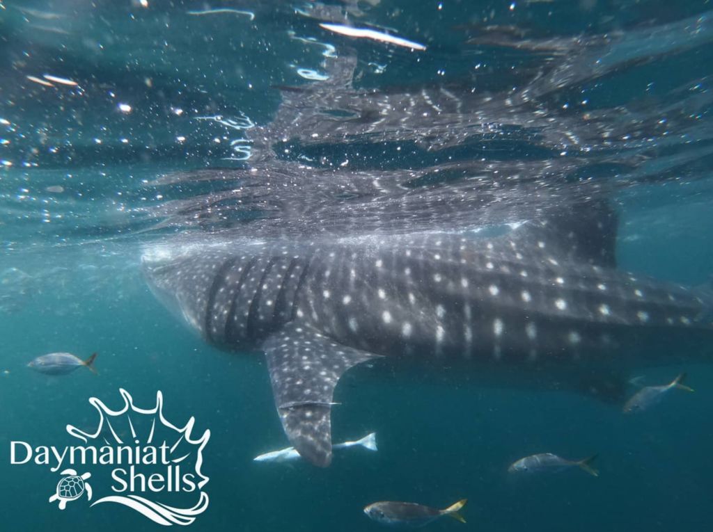 154e1513-c16f-4538-bb6a-5d1d6274c4eb