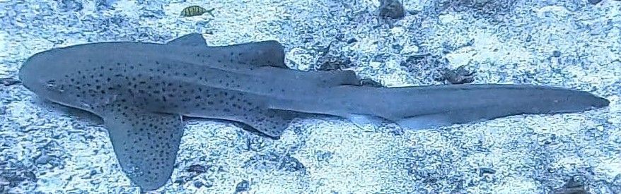 b7ead597-013e-41b1-bd2e-8f70cd7436de