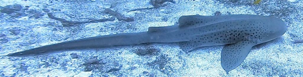 b7ead597-013e-41b1-bd2e-8f70cd7436de