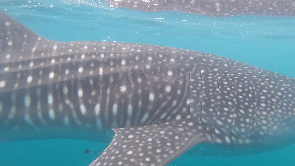 bc3303a4-dff6-413d-bf6b-c3d536a82097