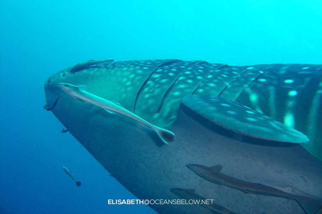 541c63b1-60e8-4923-b247-0e49cc1141e1