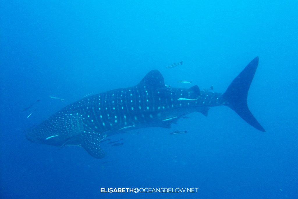 541c63b1-60e8-4923-b247-0e49cc1141e1