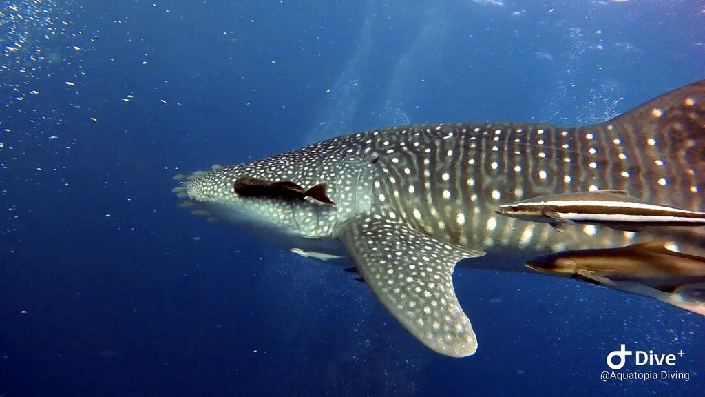 9512902c-43e1-4d2e-b975-16b8b00157ad