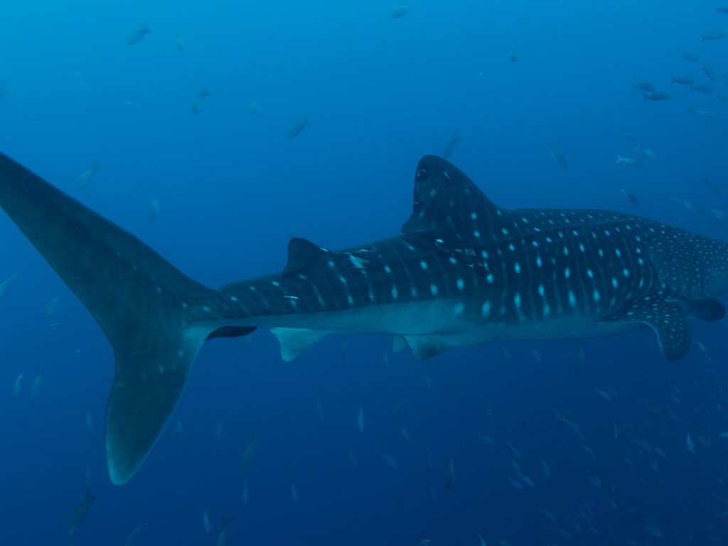 1ac0158e-c9b3-4693-979a-60995f27c4c0